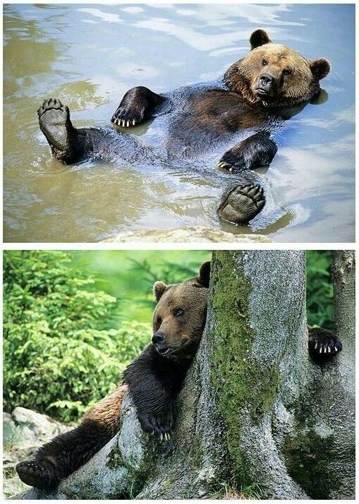 Bear also wants a summer photo shoot. - The photo, The Bears, Summer, Water, Forest, PHOTOSESSION