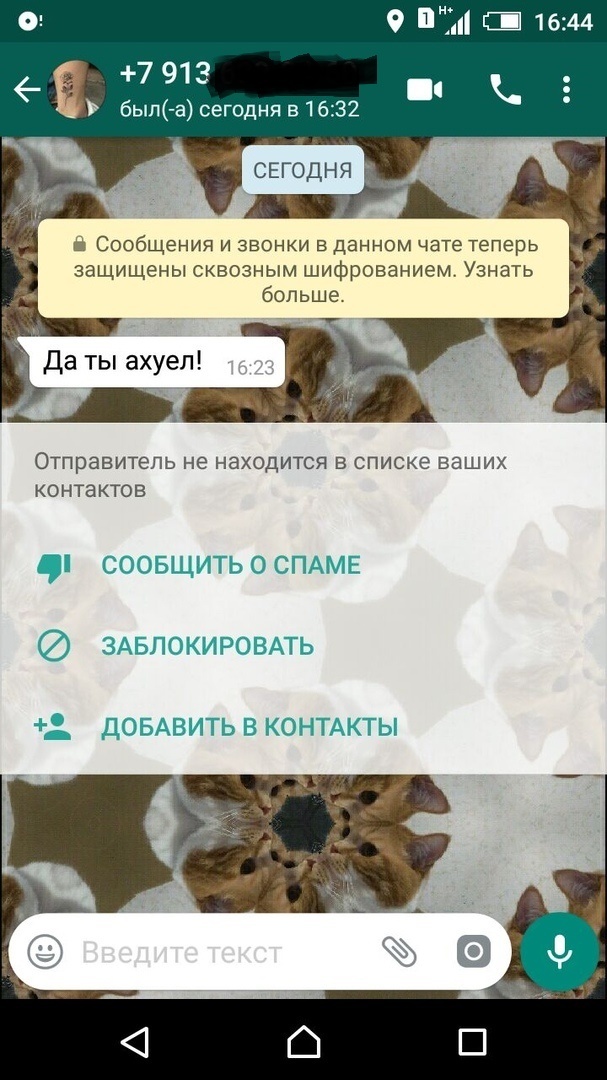 Сидишь на работе, никого не трогаешь... - Моё, Скриншот, Левый номер, WTF, Котята