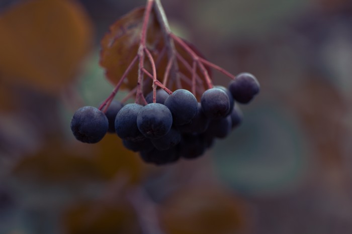 Berry and toad) - The photo, My, Berries