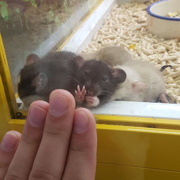 Bro get me out of here.. - My, Pet Shop, Milota, Decorative rats