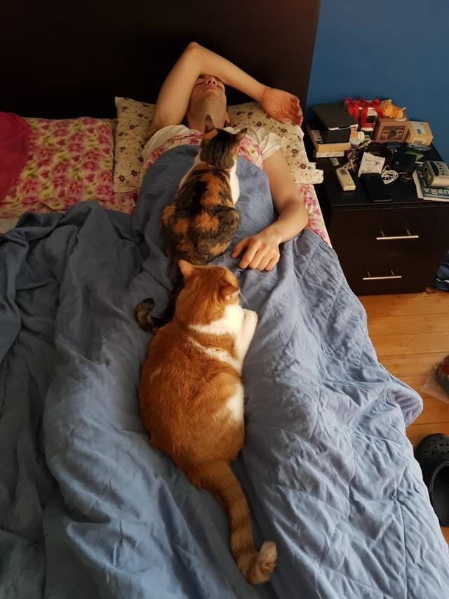 This happens when I sleep at my girlfriend's. - cat, Catomafia, Animals, Pets, Milota, Reddit