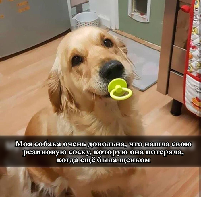 The dog has found its long-lost pacifier - The photo, Animals, Dog, Golden retriever, Joy, Pacifier, Reddit