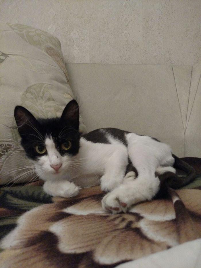 Find a cat! - , Lost, cat, Saint Petersburg, Found a cat, No rating, My, Helping animals, Petrogradka, Help, Longpost