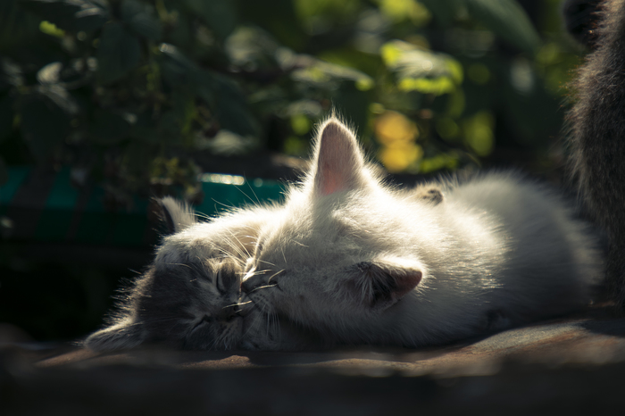 Sleeping on a Summer Day - My, cat, Catomafia, Milota, Dream