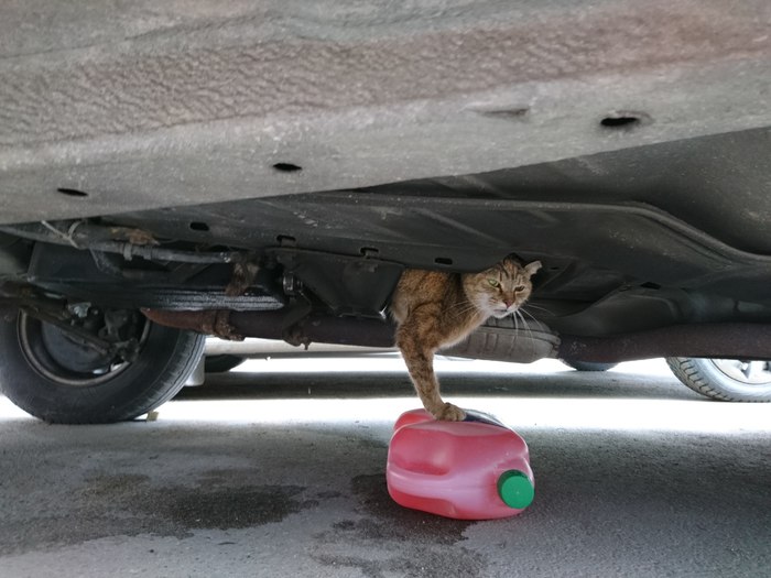Как котенка спасли из-под капота автомобиля