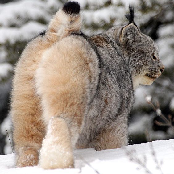 Lynx ass. - Lynx, Cat family, Back view, Booty, Fluffy