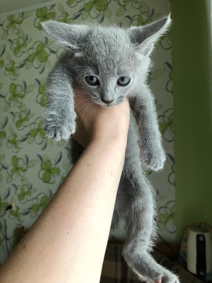 Green-eyed beauties - My, cat, Kittens, Russian blue, Longpost