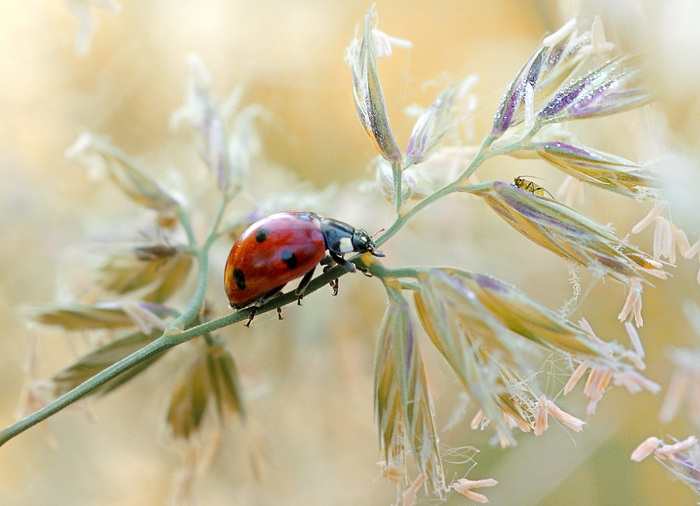 Nowhere to run . - My, ladybug, Aphid, Insects, Macro, The photo, Macro photography