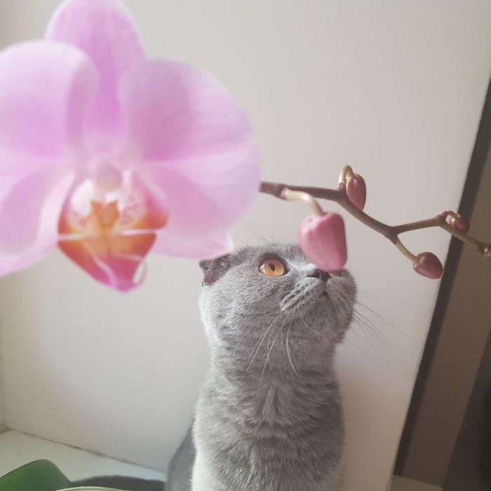 flower cat - My, cat, Flowers