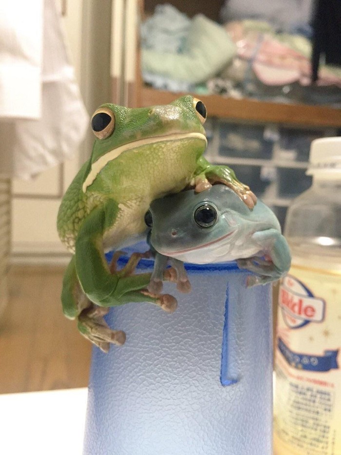 Please don't touch my brother - Reddit, Frogs, Brother, Help