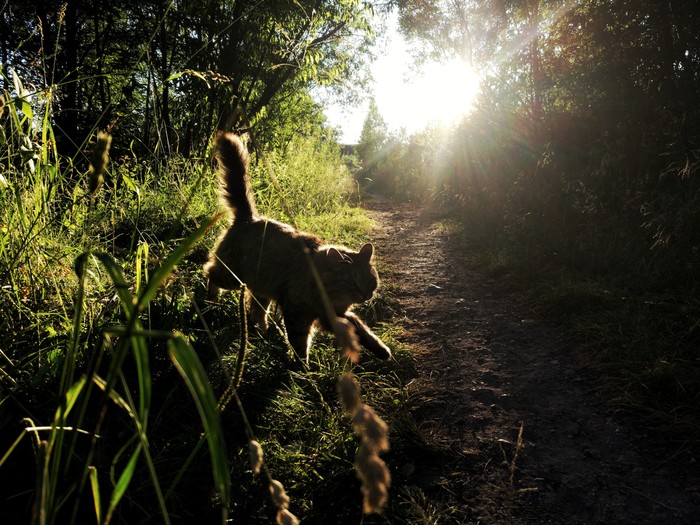 Evening kote - My, cat, Evening, Nature