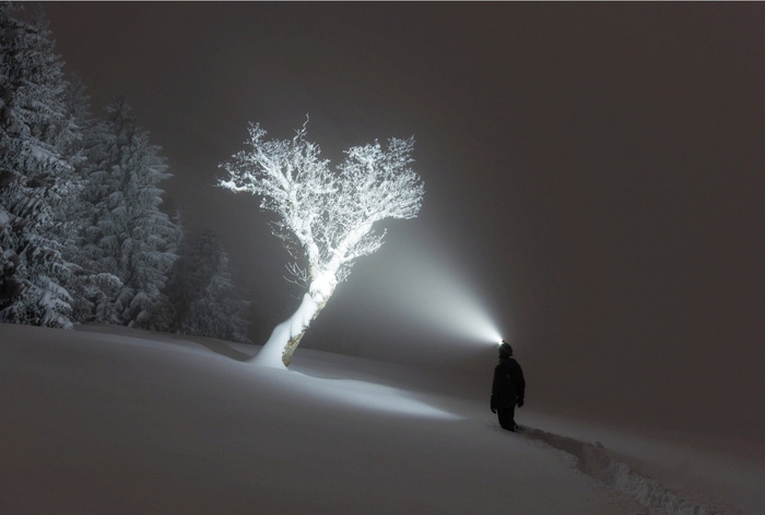 In the woods - Forest, Tree, Darkness, Winter, Lamp, The photo