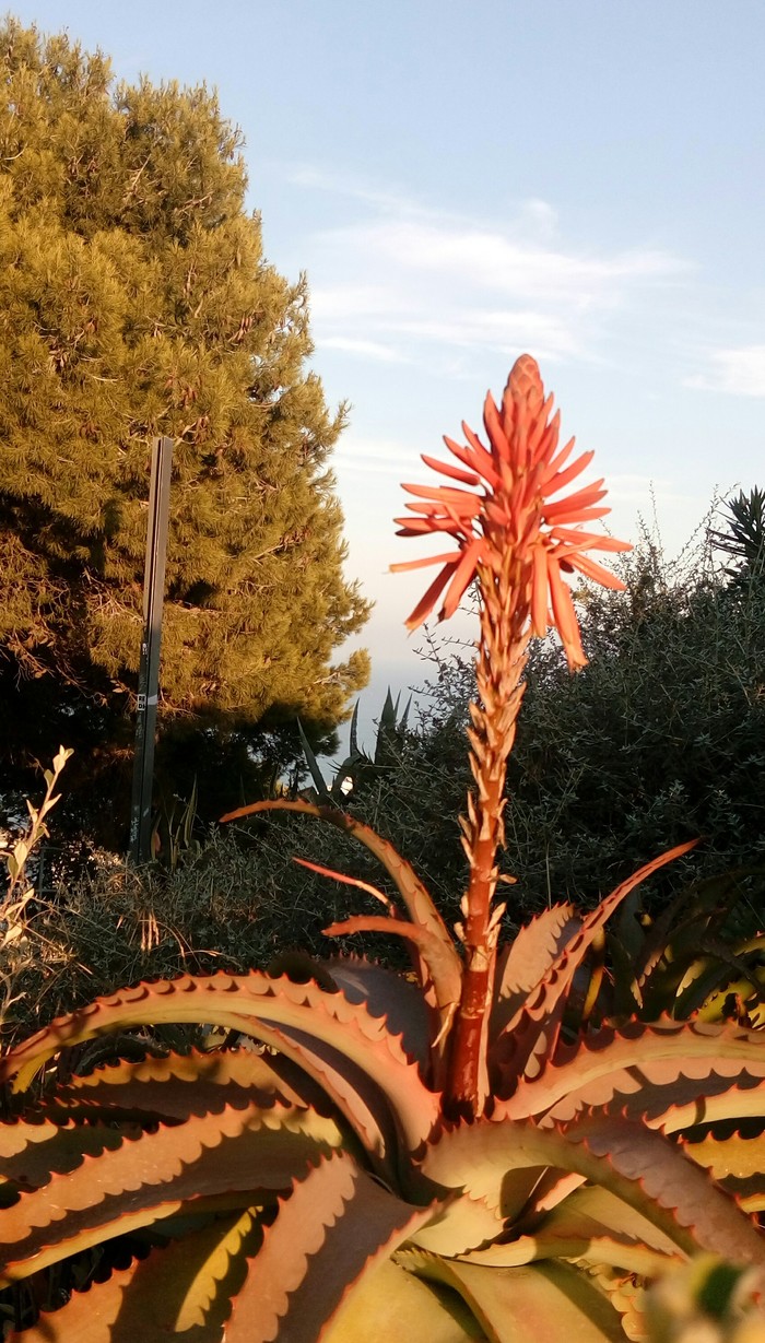 Aloe on the loose - My, Plants, Flowers, Aloe