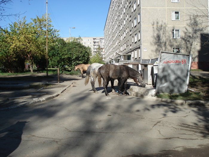 Yekaterinburg. - My, Yekaterinburg, Uralmash, Horses, Longpost, Horse