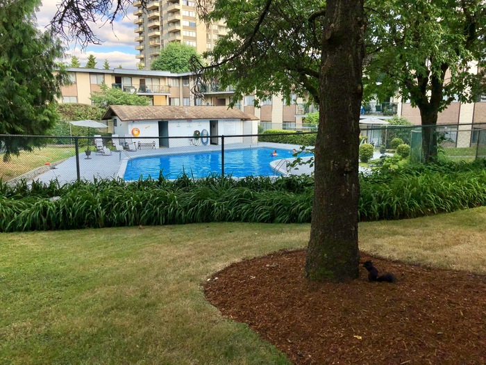 Courtyard - My, House, Courtyard, Canada, Swimming pool, Summer