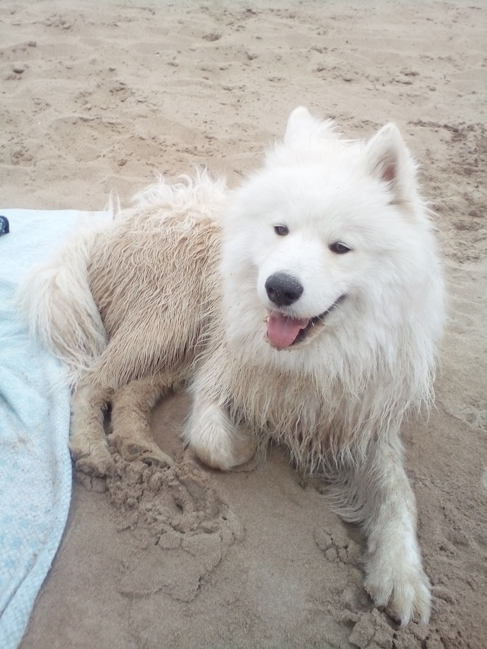 Samoyed on the river and walk - My, Dog North, Samoyed, Pets, Video, Longpost