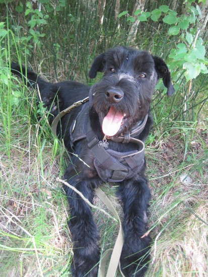 FPS asks for help. - , Schnauzers, Miniature schnauzer, Giant schnauzer, Dog, , Longpost