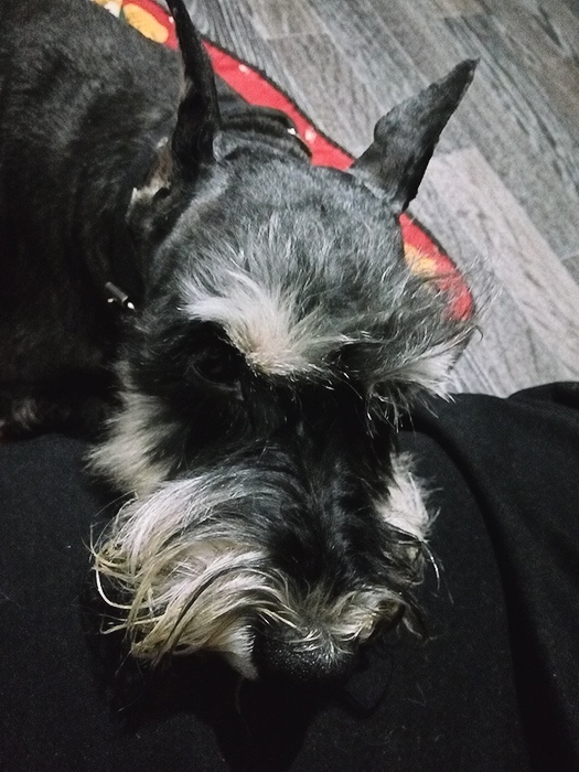 FPS asks for help. - , Schnauzers, Miniature schnauzer, Giant schnauzer, Dog, , Longpost