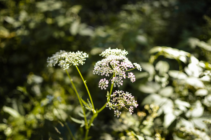 Flowers in the forest - My, The photo, Beginning photographer, Nikon, Flowers, Forest