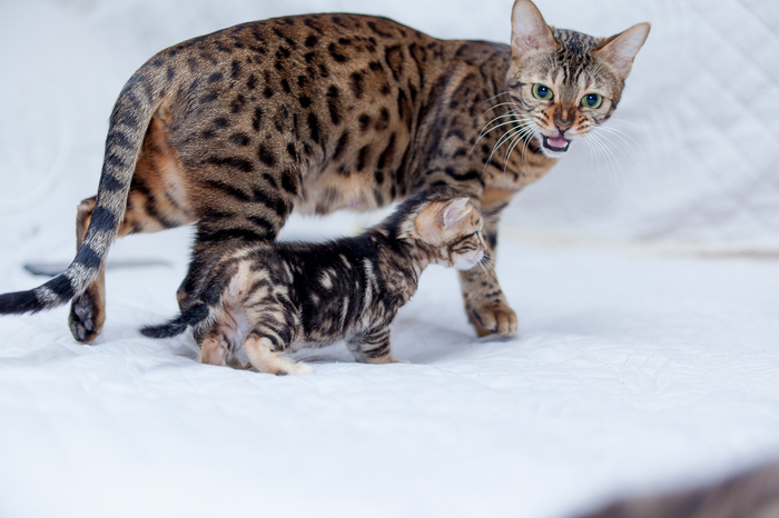 Не отставай!