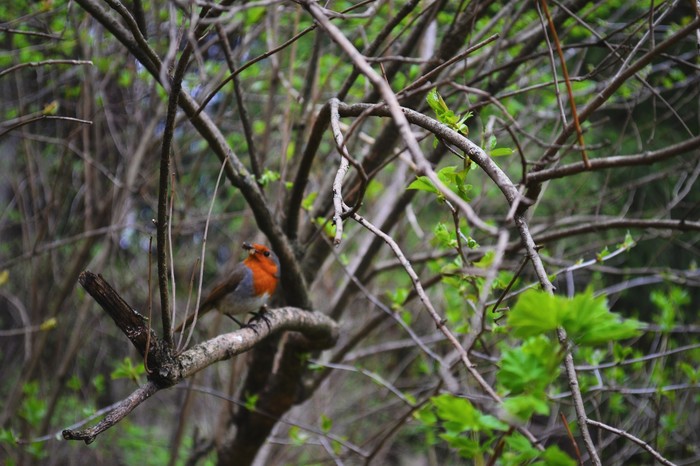 What is this wonderful bird? - My, Photographer, Birds, The photo, , Nikon d3100