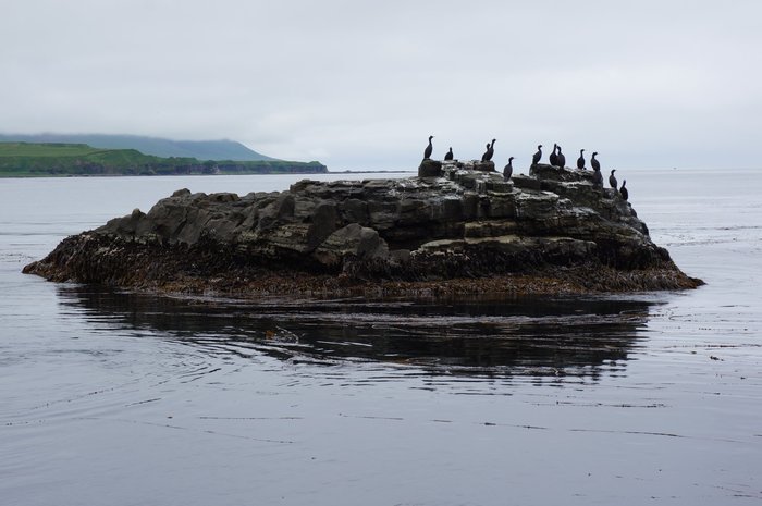 cormorants - My, Commander Islands, Birds