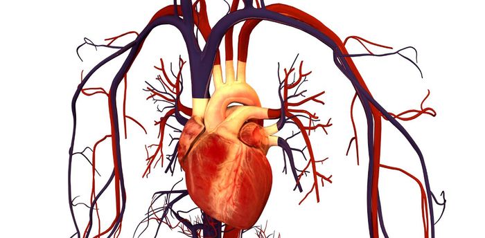 Cardiac ventricle from a test tube - almost like a real one! - , , , The medicine, Heart