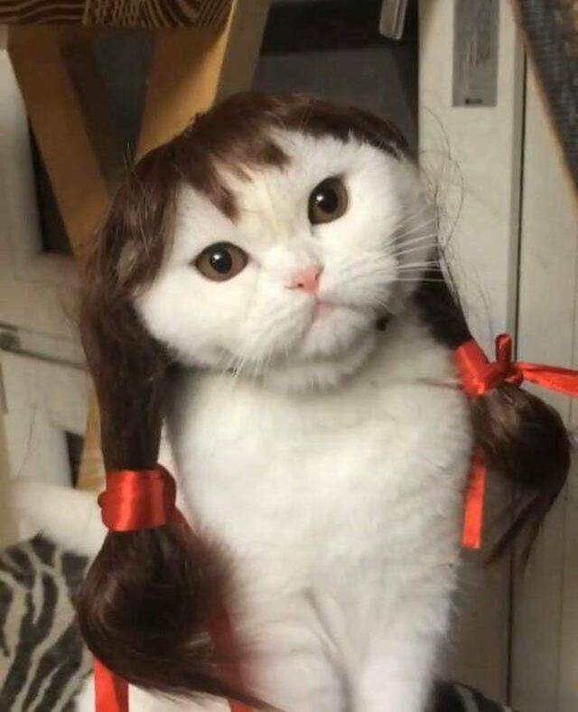 My mistress is ..actually creative - cat, , Wig, , Pigtails, Milota