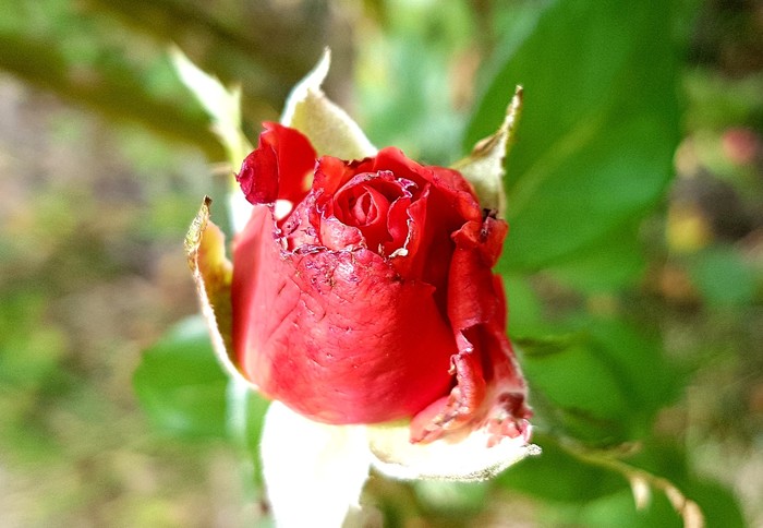 Last bud. - My, the Rose, Bud, Macro photography