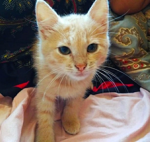 We are looking for a home for our little one. In good hands kitten. - My, Looking for a home, Kittens, Catomafia, Longpost, cat, In good hands, 