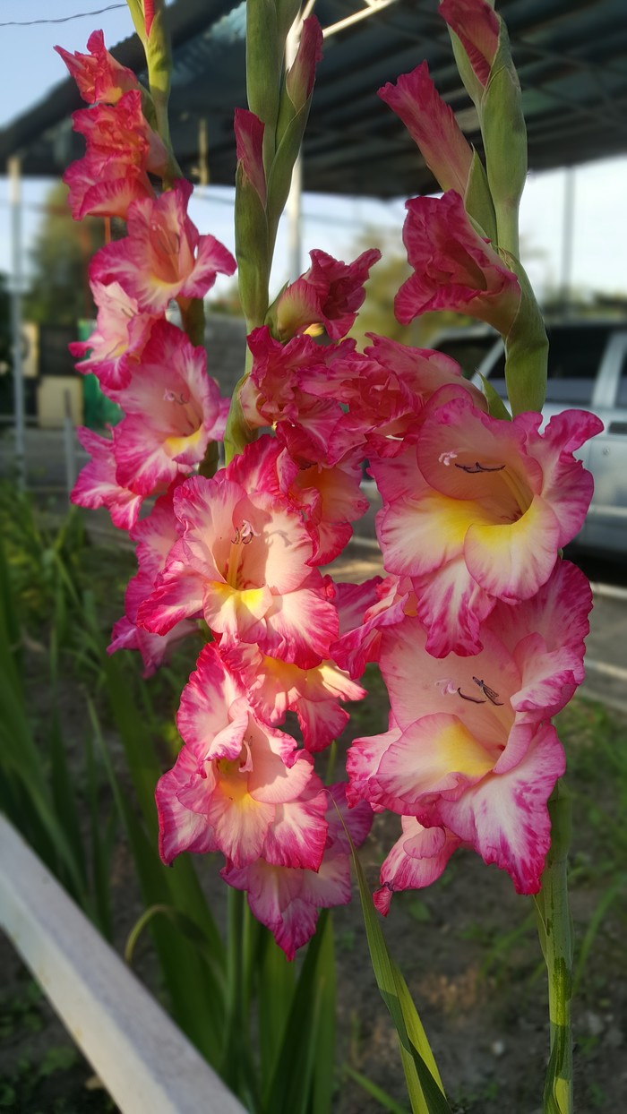 Gladiolus - My, Flowers, Summer