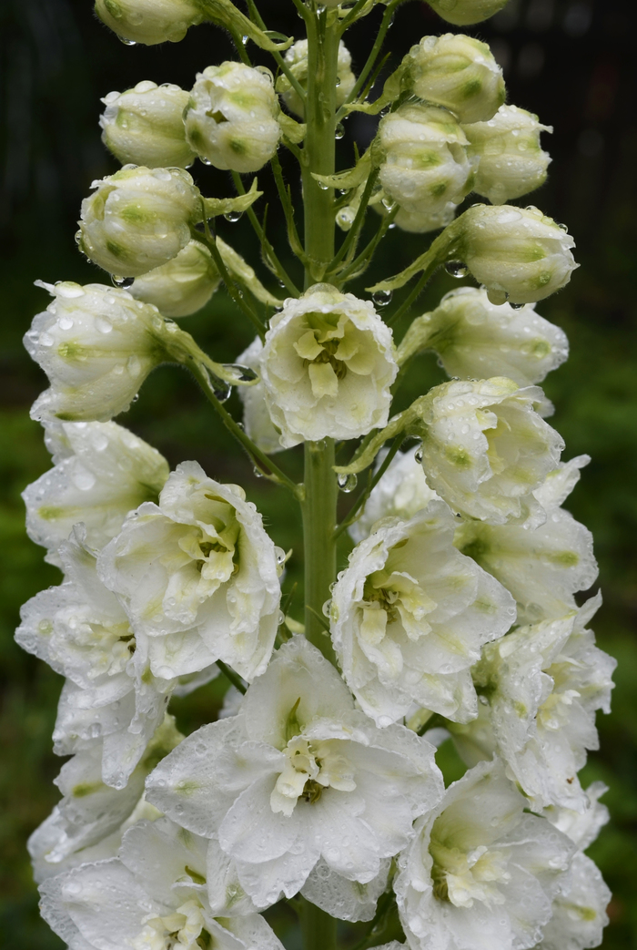 Немного прохлады в летний зной...