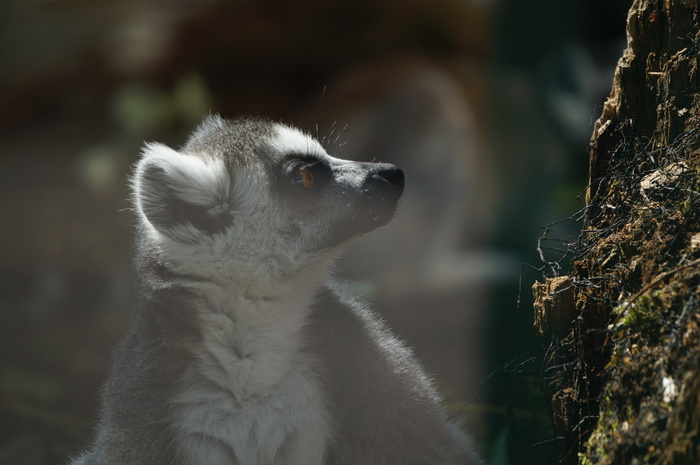 Clap with incisors and uzbagosya =)) - My, Lemur, Zoo, The photo