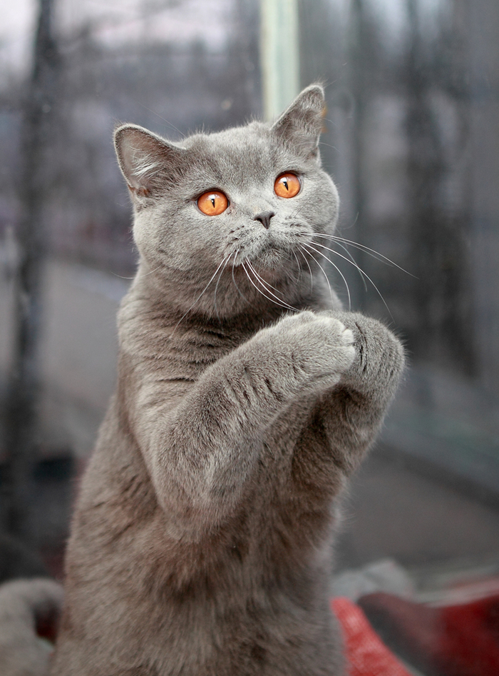 А можно мне немножко колбаски? Пожаааалуйста...