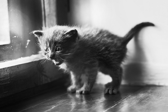 Ни и где моё молоко?!!