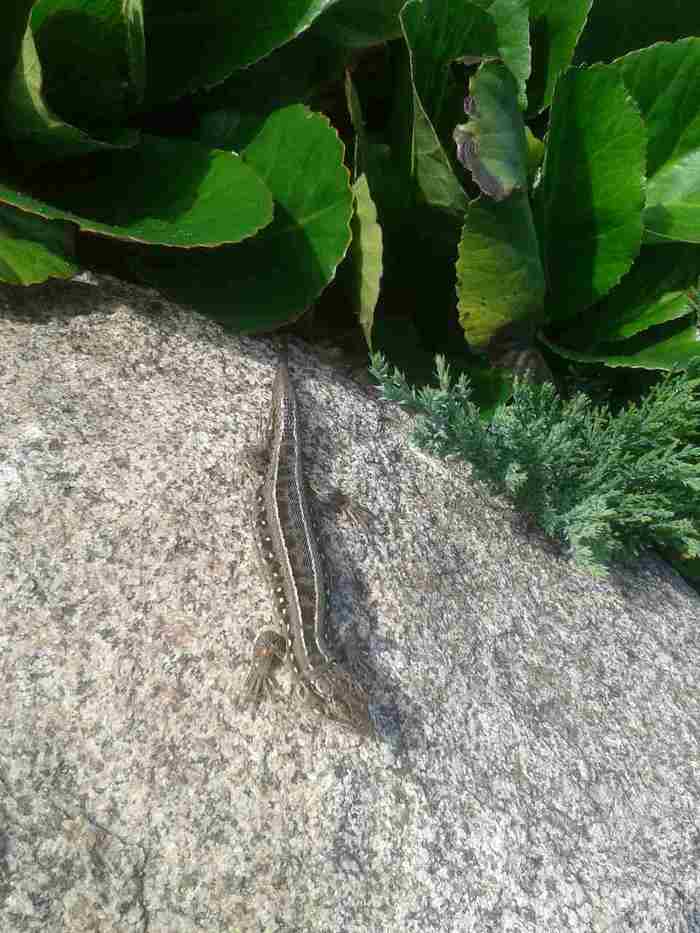 Curious newt - Animals, Lizard, Triton, Road, Longpost