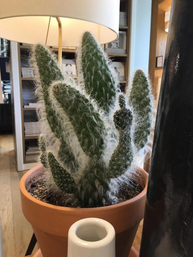 He doesn't seem to like me. - The photo, Cactus