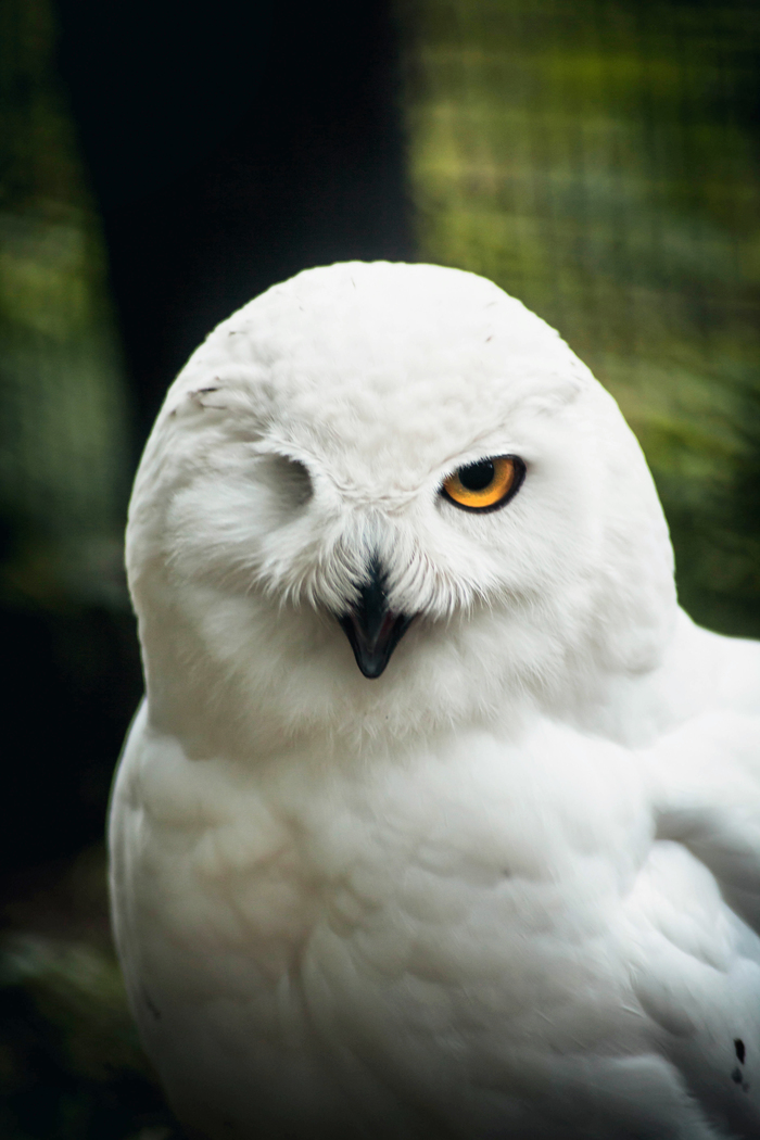 one-eyed owl - My, Owl, The photo, Longpost