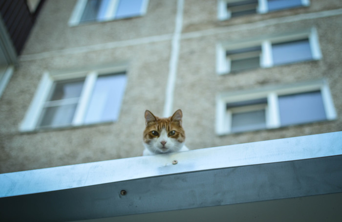 Hello - My, Catomafia, The photo, Beginning photographer, Nikon, cat