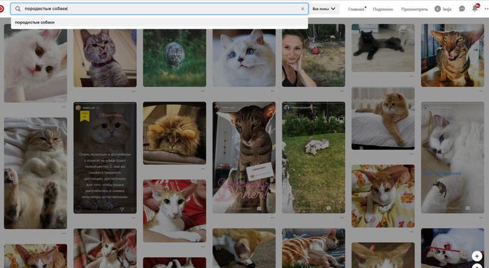 Pinterest захвачен - Pinterest, Поисковые запросы, Кот, Собака, Картинки, Скриншот