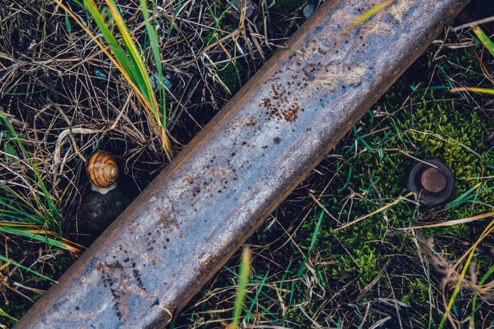 The life of an abandoned railroad... - My, Snail, Railway, Cast, A life, Rails, Longpost
