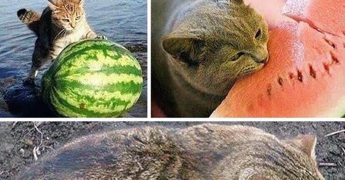Кот на арбузе мем