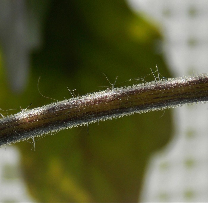 tomato stalk - Macro, My, The photo, Stalk, Macro photography