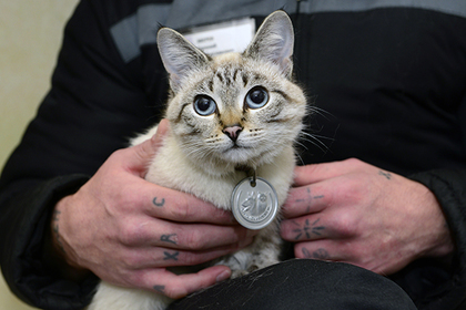 Cat-drug courier tried to deliver drugs to prisoners and became material evidence - Tula region, Zeki, Drugs, cat, Correctional Facility, Things, Lenta ru, Society, Prisoners