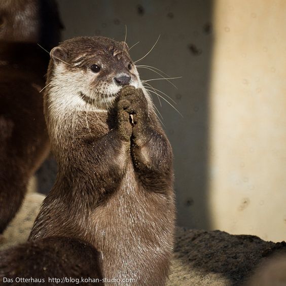 This otter looks like she's been proposed to. - The photo, Otter, Sentence