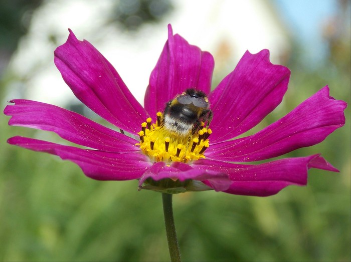 Bumblebee and Flower - The photo, Flowers, My