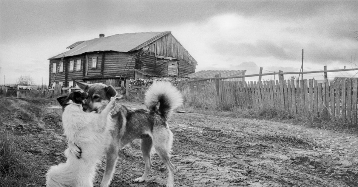 Братан не свидимся с тобой. Деревенские собаки. Деревенский пес. Прощай брат даст Бог свидимся. Деревня чб.