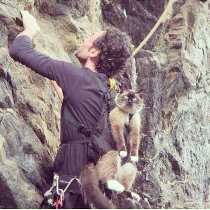 My master is a rock climber - Rock climbing, Catomafia, cat, The photo