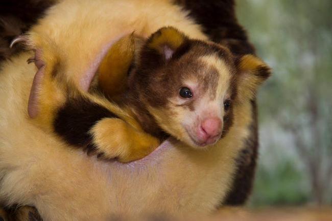 cute tree kangaroo - Kangaroo, Milota, Animals, Australia, Wild animals, Young, Mimimishno, Longpost