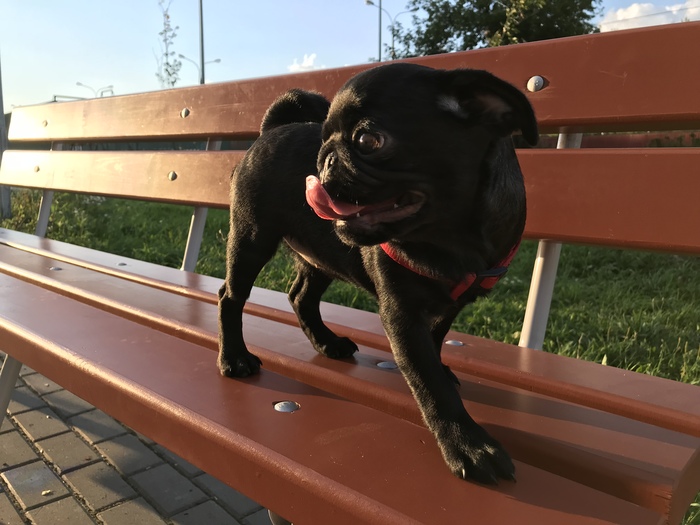 Walk on the 3rd day - My, Pug, The street, Milota, , Walk, Evening, Longpost